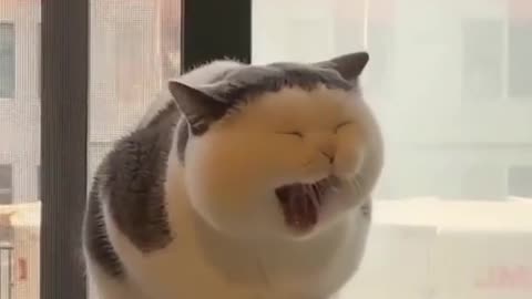 Cute cut, cute cat yawning