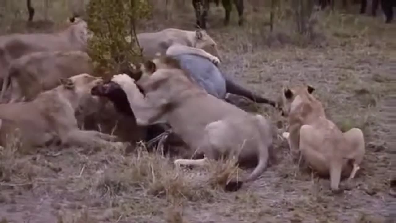 Most Amazing Wild Animal Attacks Lion vs Buffalo Big Battle Animals Fight When Prey Fights Back