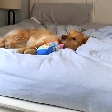 Bed-making. The dog is not moving. Very enjoyable.