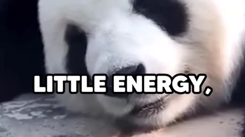 pandas are the dumbest creatures on earth