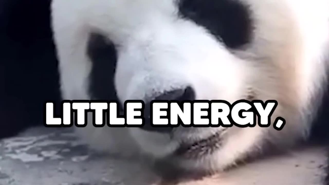 pandas are the dumbest creatures on earth
