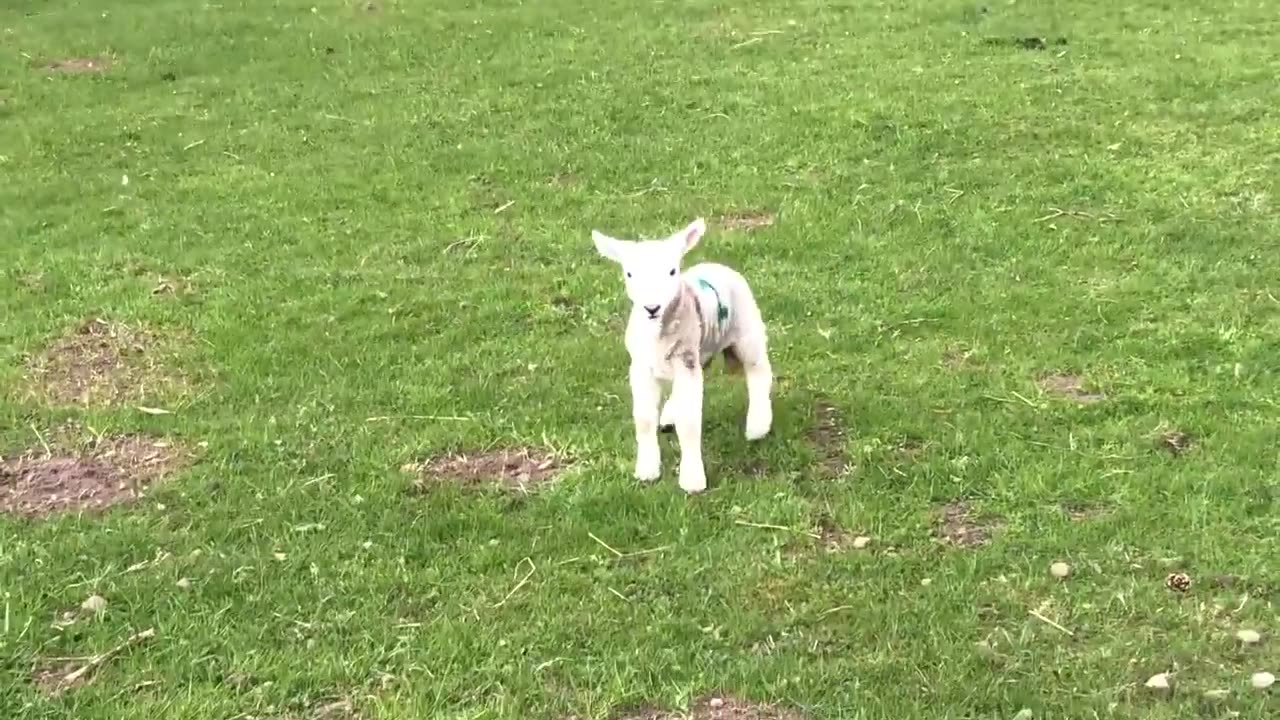 Cute baby lamb has a loud baa