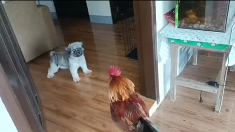 Dog Vs cock