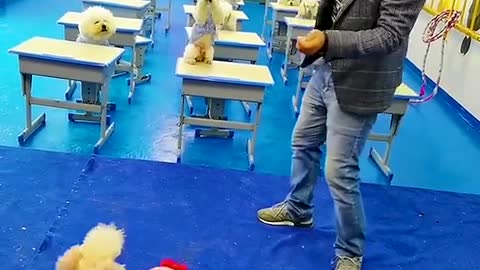 cute dog goes to school