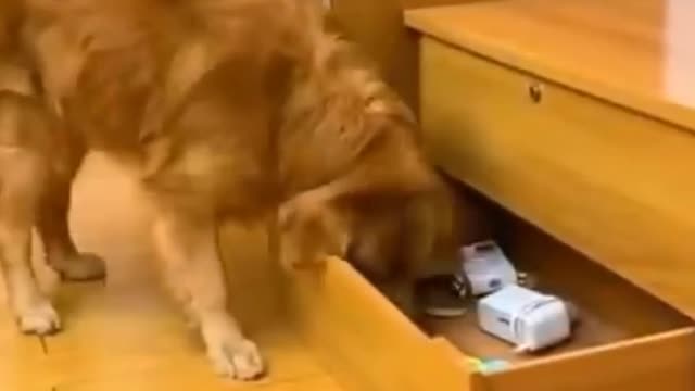 Cute dog helping dog Understanding Dog | Part - 5 | #UNI