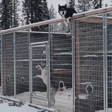 preparing to travel and see the world whats above my cage is beneath me #motivation#dog