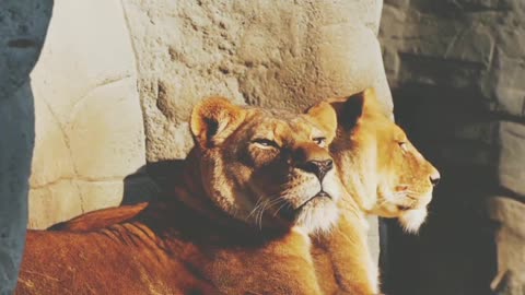 Such a LOVING LION COUPLE. LOVING.They are almost always together, enjoying each others company.