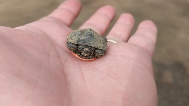 Cute little baby turtle