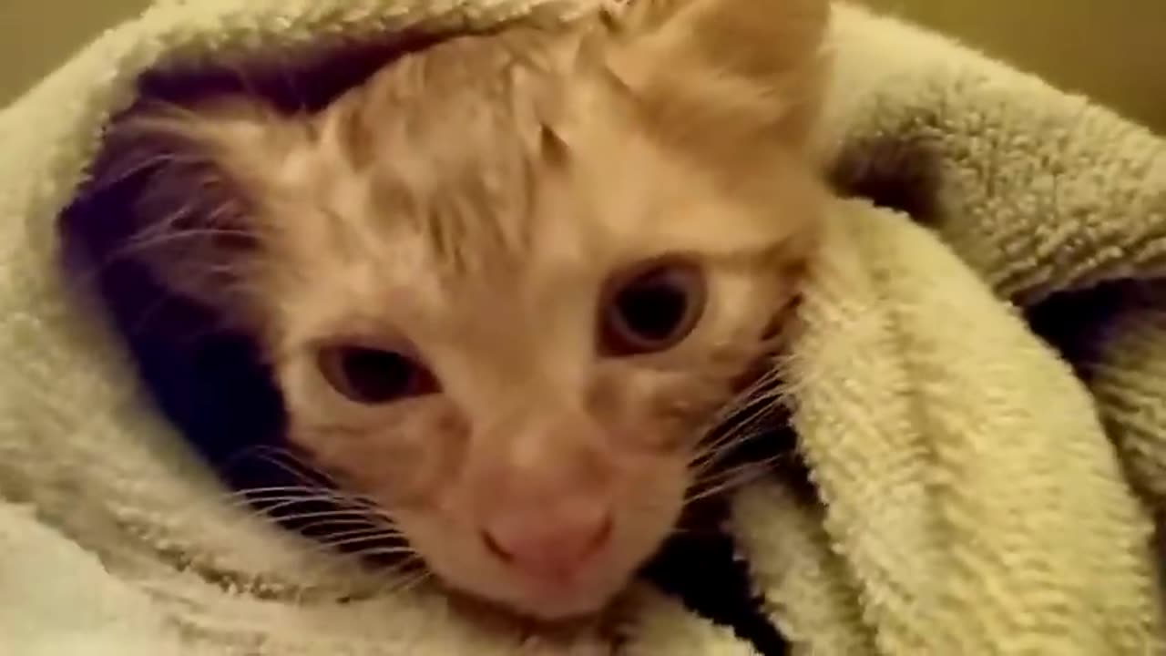 How to wash a Kitten without making it to scared