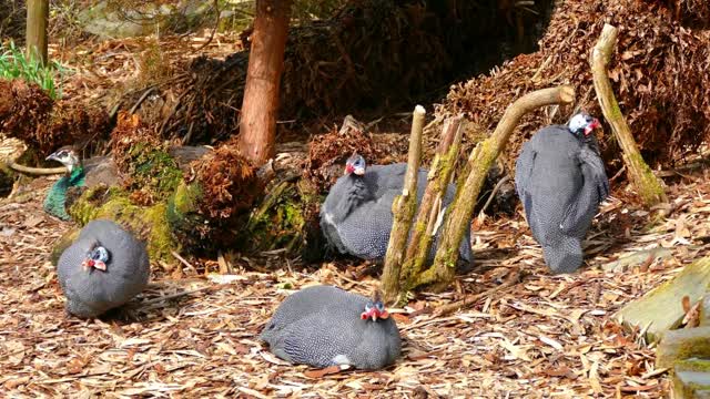 guinea fowl resting after a day's work.