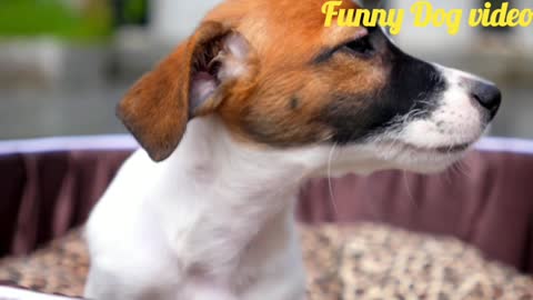 Funny dog video.Cute and lovely dog video.Dog playing video.