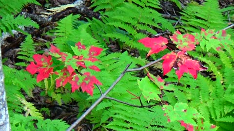 Fall Foliage