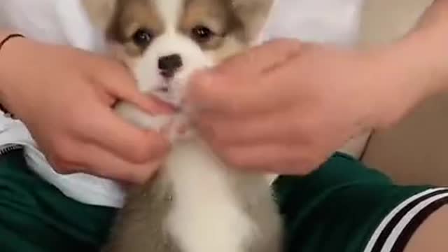 Adorable little puppy steals the crown and our hearts of being the CUTEST!