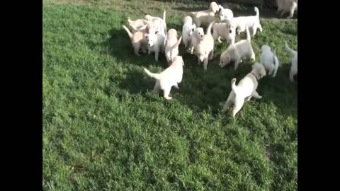 Cute Puppies-Golden Retrievers And Mom