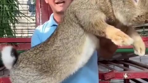 This is the Flemish Giant Rabbit. They can weigh up to 10 kg and grow up to 70 cm in length.