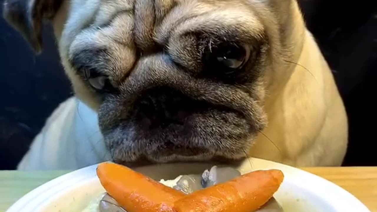 Chewy Chicken Feast: ASMR Dog Mukbang