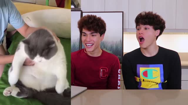 The CUTEST Pets and Animals on Tik Tok ever