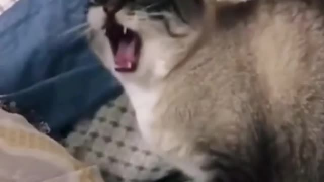 Overly-dramatic cats gets super vocal