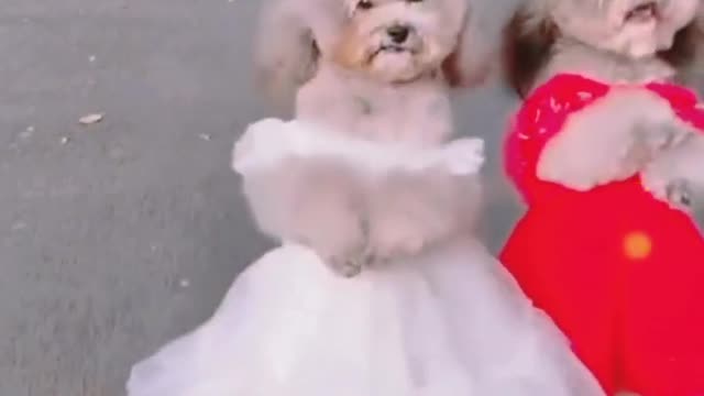 cute puppy