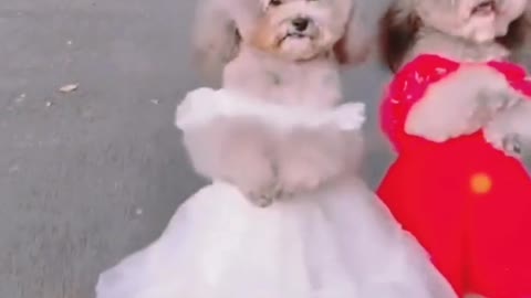 cute puppy