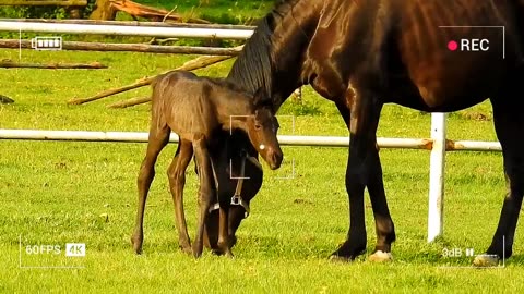 The Little Colt Begins His Journey with His mother and Tries to Discover the World of Horses