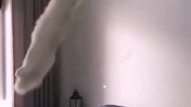 Funny cats video