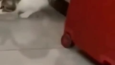 Funny video