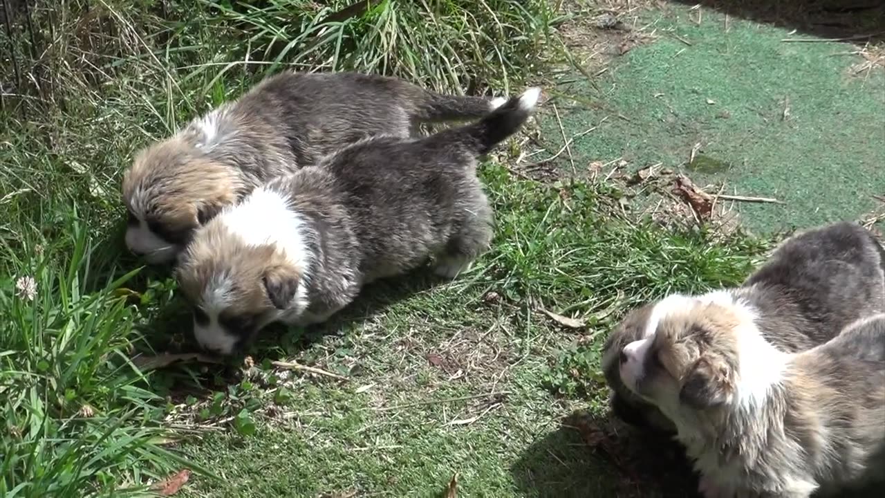 Rosa's Litter Week 4