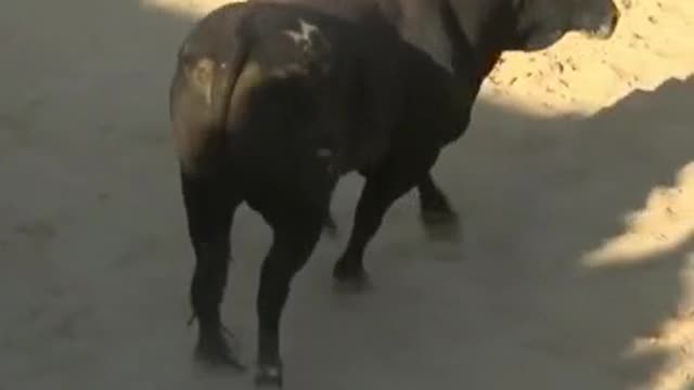 Adrenaline Addicts playing with the angry bull