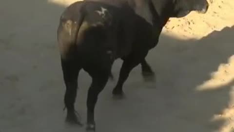 Adrenaline Addicts playing with the angry bull