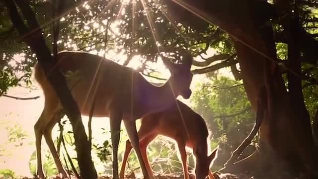 Red deer
