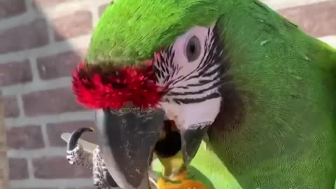 This Parrot Is Using A SPOON TO EAT