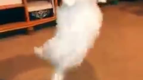 Swit dog trained video and funny dog videos 🐶🐕🐶🐕