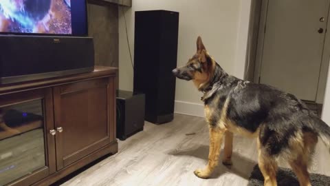 German Shepherd Howling Challenge!