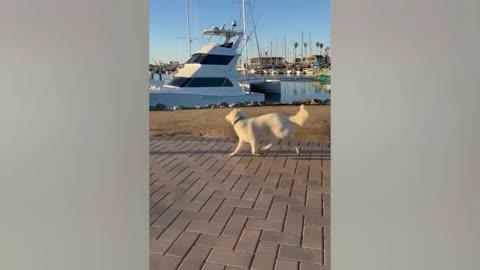 funniest animal video -funny dogs and cats -try not to laugh animals 2022 😱😱