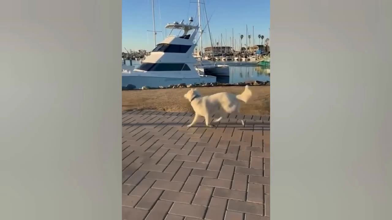 funniest animal video -funny dogs and cats -try not to laugh animals 2022 😱😱