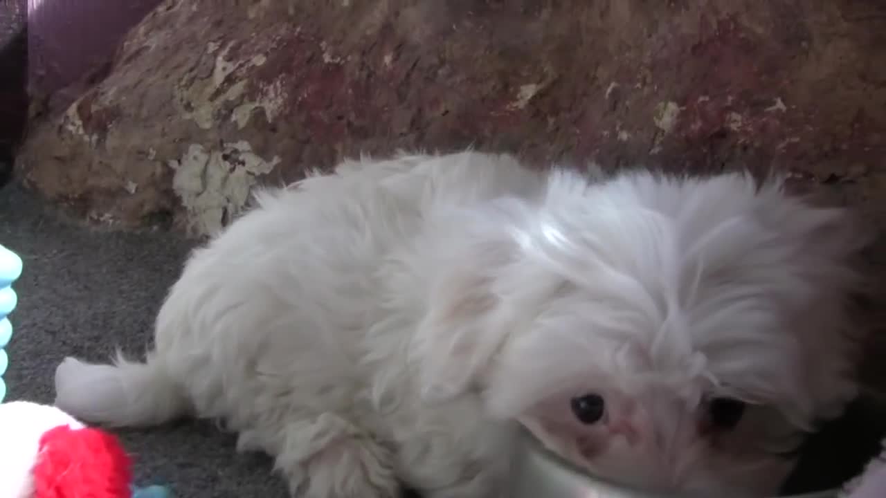 Maltese Puppies - 8 weeks old