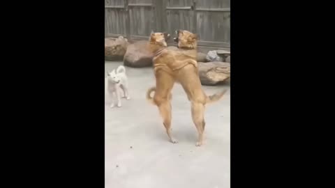Dogs dance with romantic