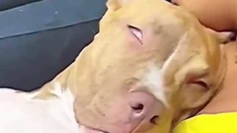 Snooze dog~!