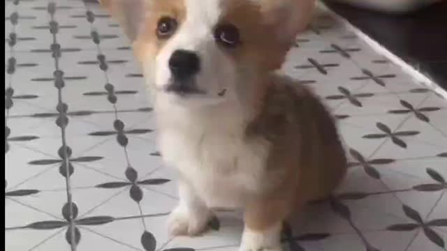 daily life with my little puppy