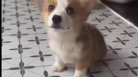 daily life with my little puppy