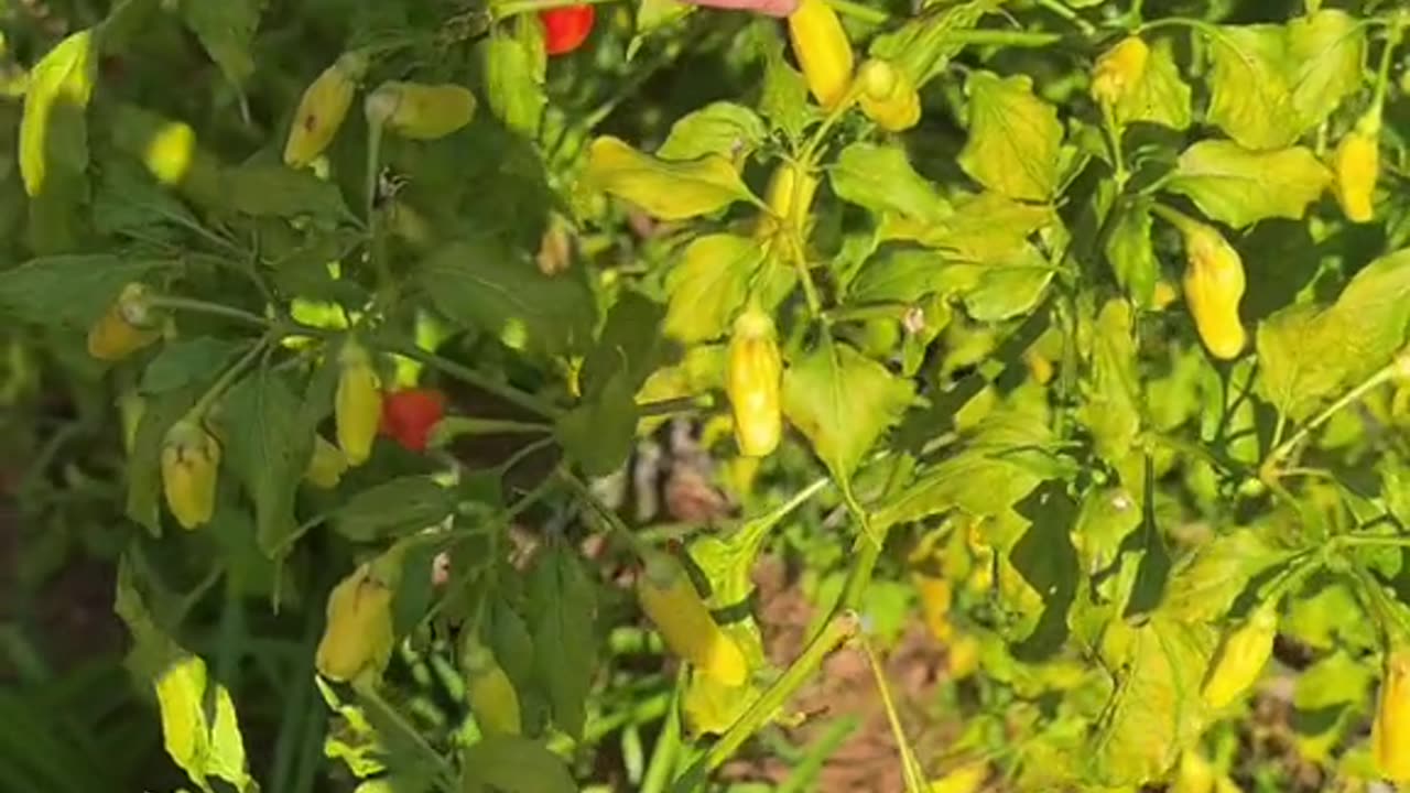 Pick wild fruit in my homeland | Have you ever cooked these wild fruit | Fruit soup cook