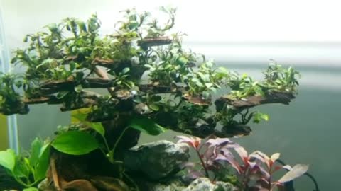 Aquascape Theme Bonsai