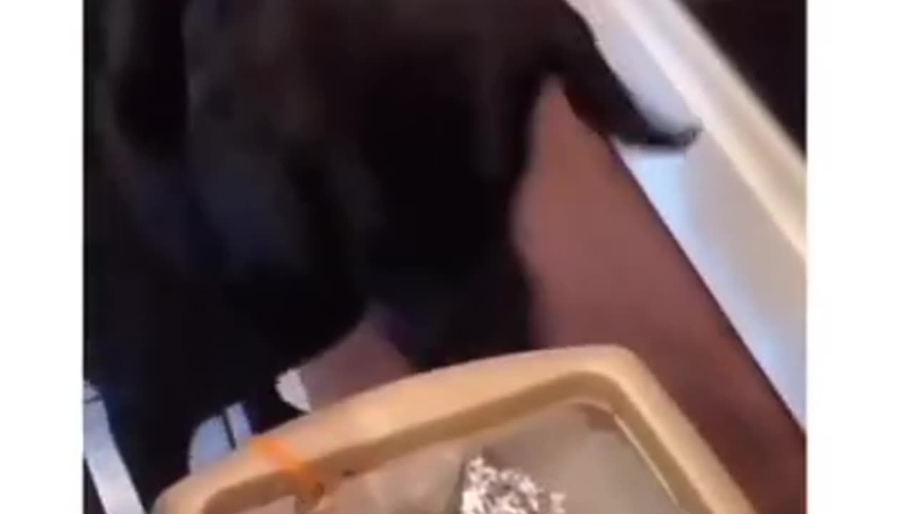 Funny And Cute Animals Short #115