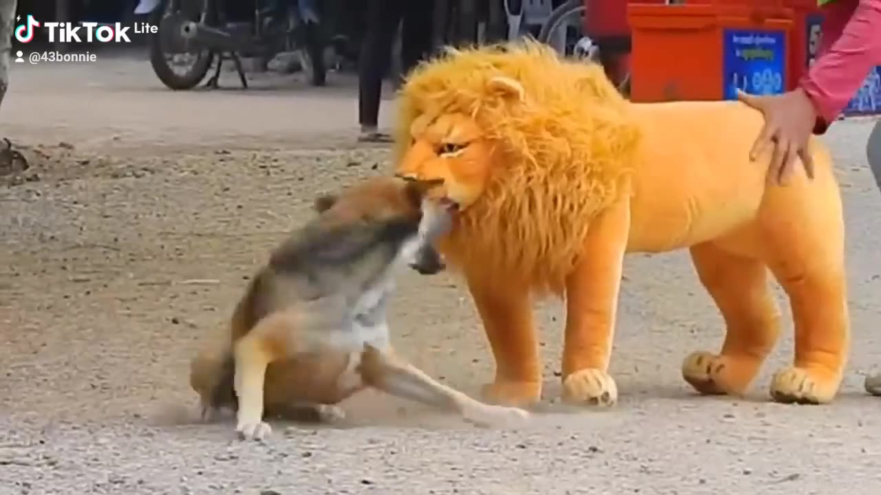 Funny animal video