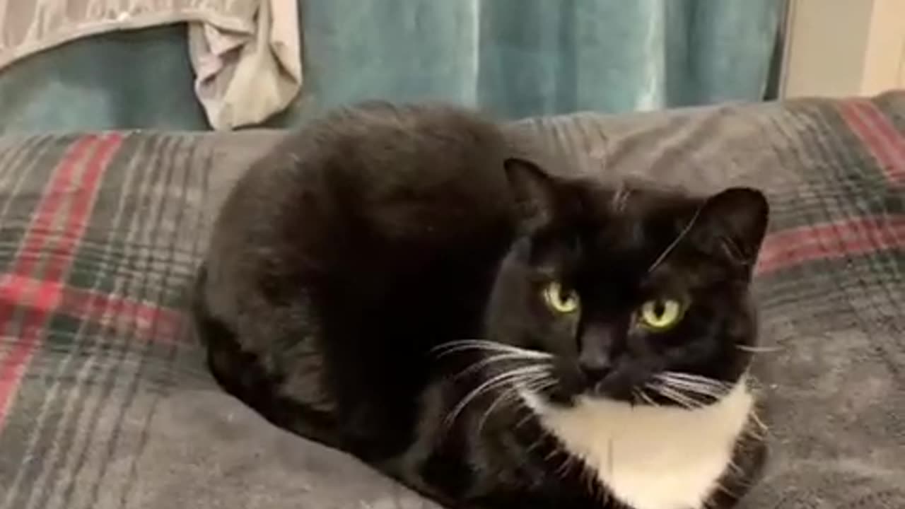 cat mohtava