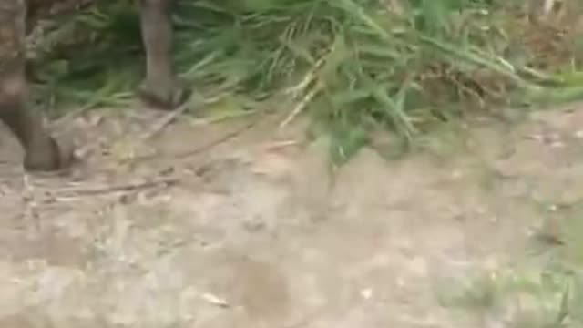 Labrador dog feed their pet carabao