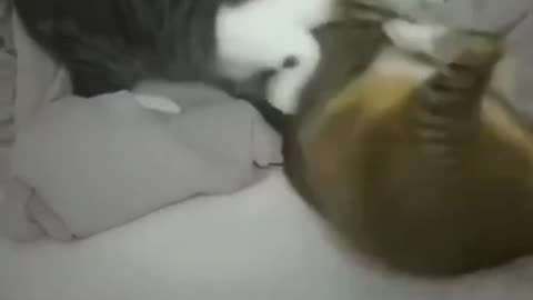 cat gets a head kicking of a life time