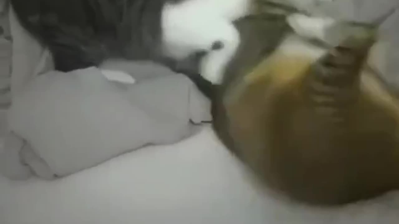 cat gets a head kicking of a life time