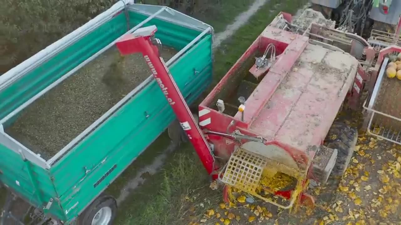 Amazing Agriculture Technology - Pumpkin,Squash,Sunflower Harvesting Machine - Modern Process Line